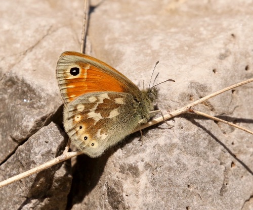 Common Ringlet