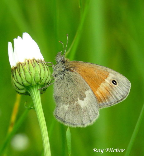 Common Ringlet