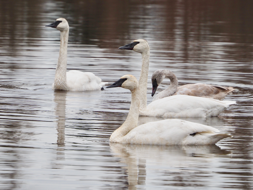 Trumpeter Swan