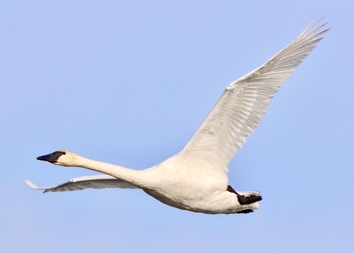 Trumpeter Swan