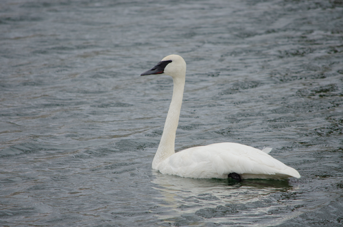 Trumpeter Swan