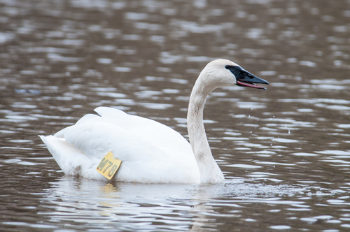 Trumpeter Swan