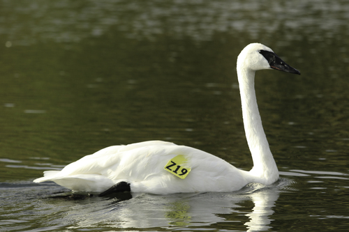 Trumpeter Swan