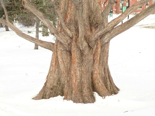 dawn redwood