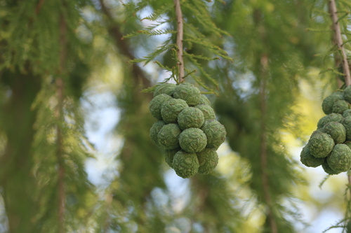 dawn redwood