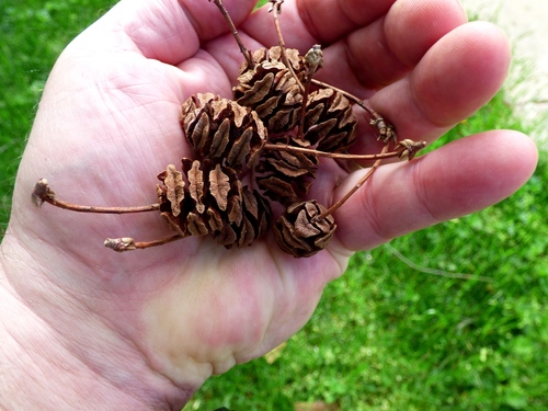 dawn redwood