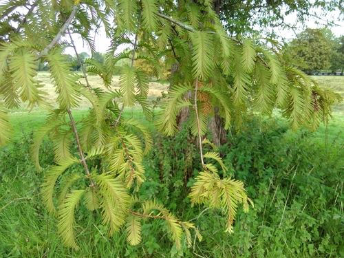 dawn redwood