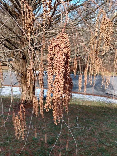 dawn redwood
