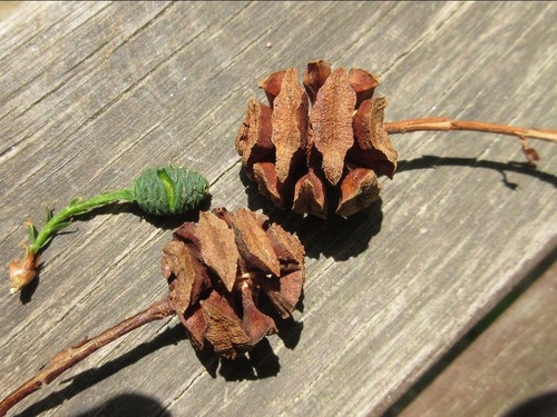 dawn redwood