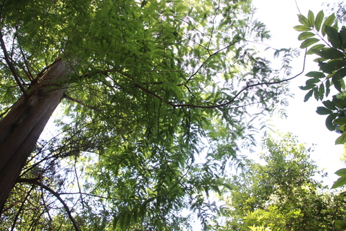 dawn redwood