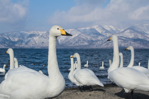 Whooper Swan