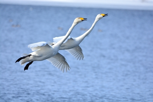 Whooper Swan