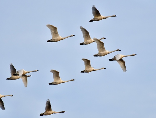Tundra Swan