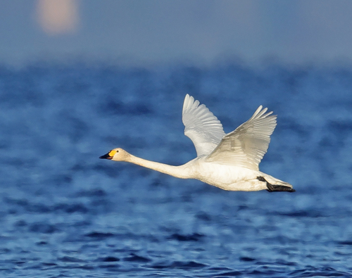 Tundra Swan