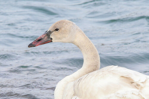 Tundra Swan