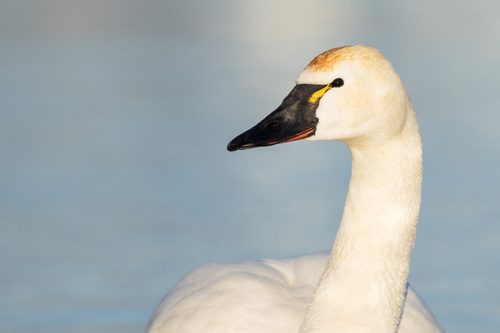 Tundra Swan
