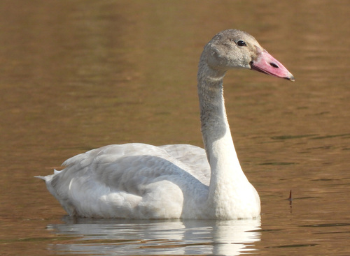 Tundra Swan