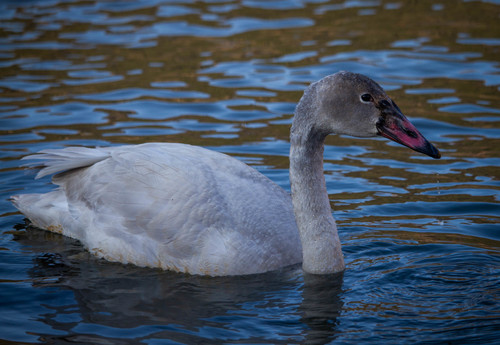 Tundra Swan