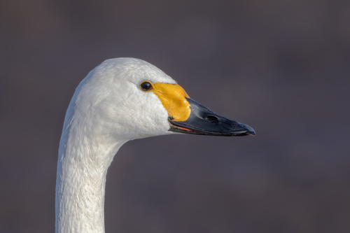 Tundra Swan