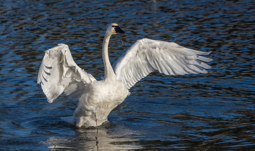 Tundra Swan