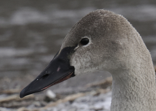 Tundra Swan