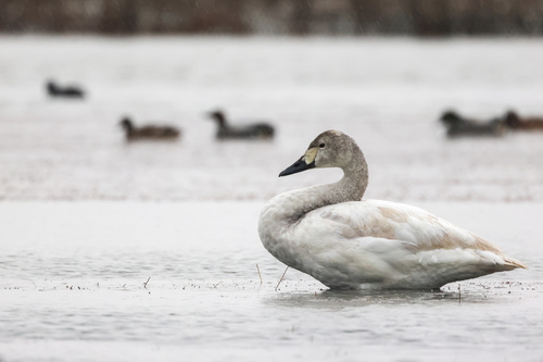 Tundra Swan