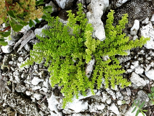 Artillery Plant