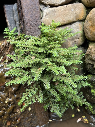 Artillery Plant