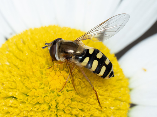 Migrant Hover Fly