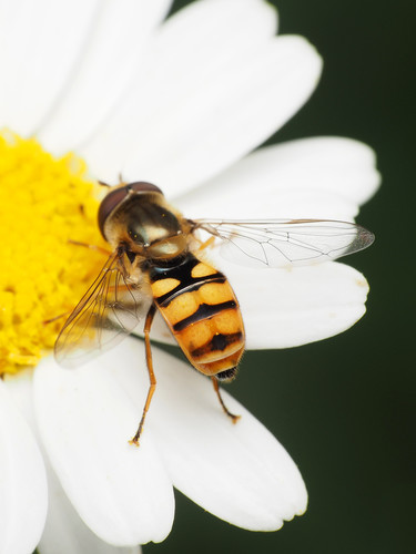 Migrant Hover Fly