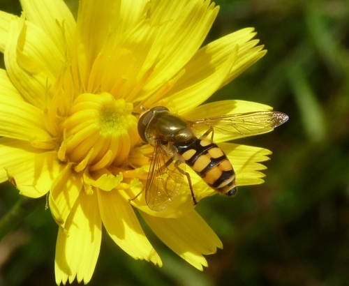 Migrant Hover Fly