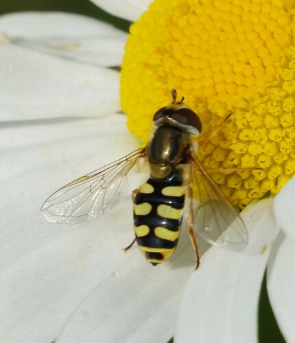Migrant Hover Fly