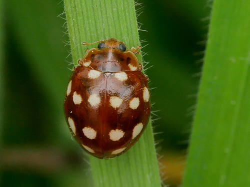 Cream-spotted Ladybird