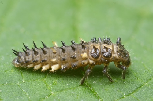 Cream-spotted Ladybird