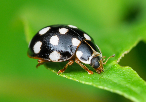 Cream-spotted Ladybird