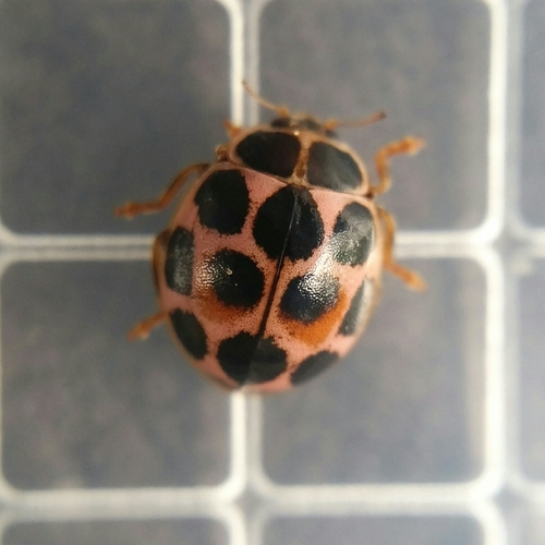 Cream-spotted Ladybird