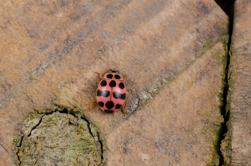 Cream-spotted Ladybird