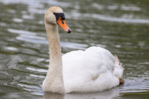 Mute Swan