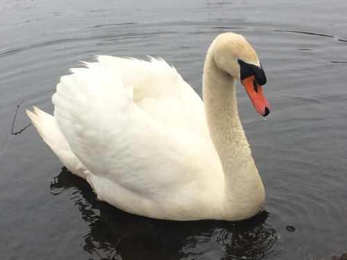 Mute Swan