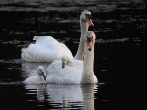Mute Swan