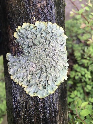 Speckled Shield Lichens