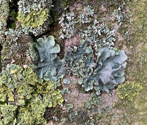 Speckled Shield Lichens