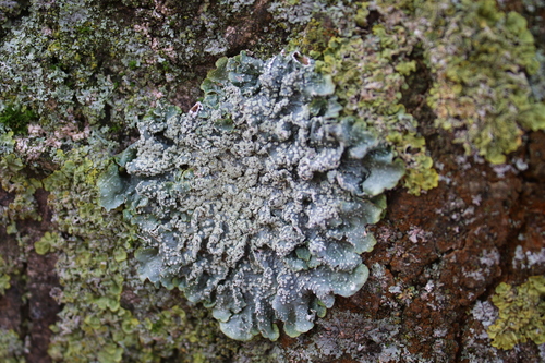 Speckled Shield Lichens