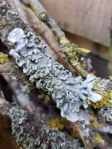 Speckled Shield Lichens