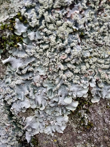 Speckled Shield Lichens