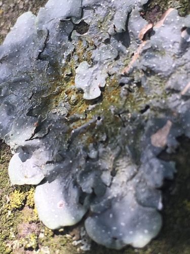 Speckled Shield Lichens