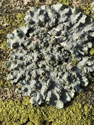 Speckled Shield Lichens