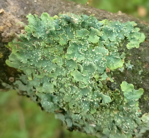 Speckled Shield Lichens