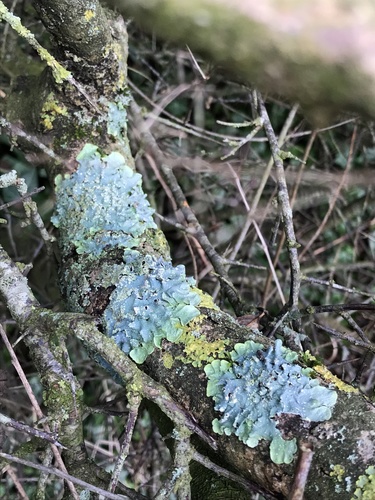 Speckled Shield Lichens