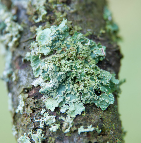 Speckled Shield Lichens